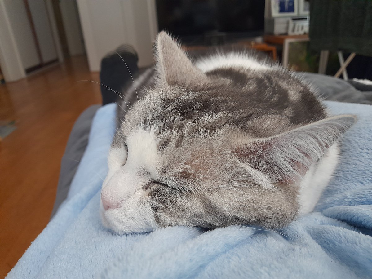 Writing Wombat tweet media