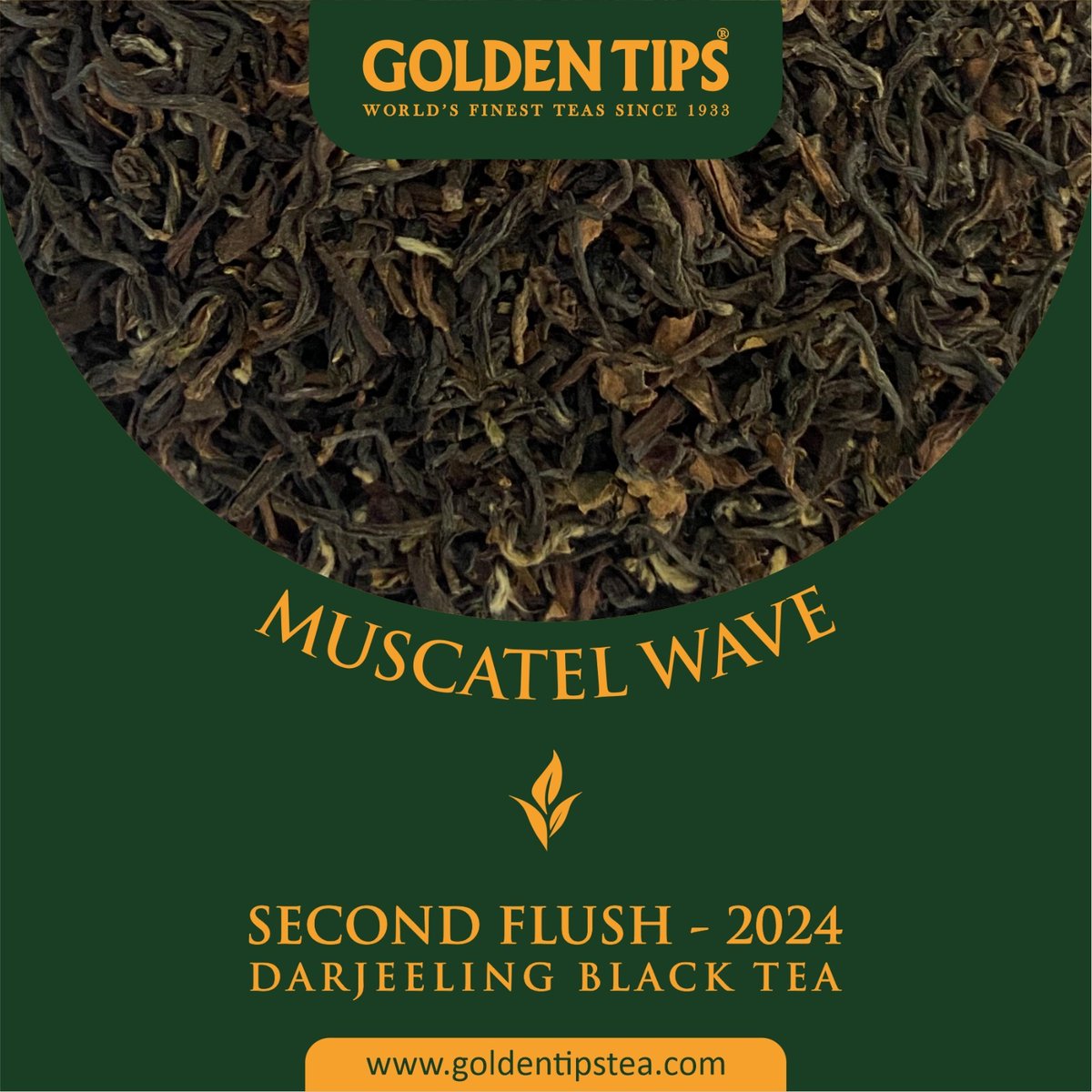 GoldenTipsTea's tweet photo. Experience the panoramic beauty of Jungpana in our Muscatel Wave, a fine tea with fruitiness and rare muscatel notes. #goldentipstea #tea #darjeelingtea #blacktea #secondflush #teatime https://t.co/GSenyH5ZRQ