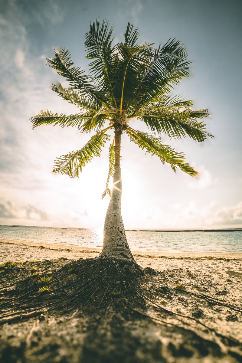 Cederfjärd tweet media