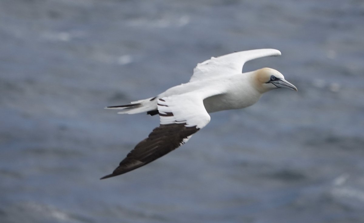 Gannets of Noss 😍