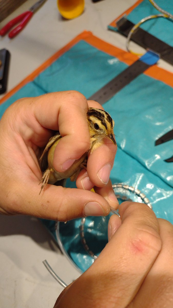 Off to a good start today at Donges ringing station on the Loire estuary, FR, with over 60 birds on the first net round including 1 Aquatic Warbler and a <a href="/_BTO/">BTO</a> ringed Sedgie 🤞#acrola