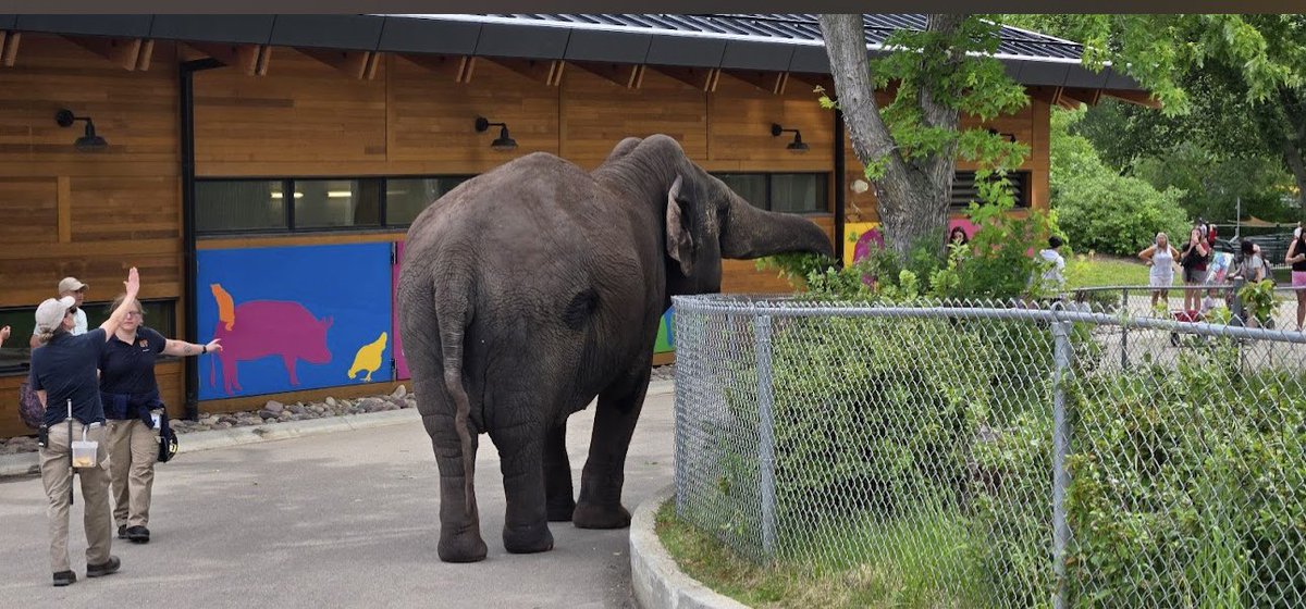 #T4Animals 🐘🦁🦒🐅🦊🦔🐻 (@cosmicbrigade) on Twitter photo Zoo life is unnatural / sanctuary provides choice.
Zoo staff can be re - trained / re - skilled
#Lucy & her fellow zoo animals can be transferred to live their lives in sanctuary
Why won’t you allow this 2 happen <a href="/_TimCartmell/">Tim Cartmell</a> <a href="/AaronWardDene/">Councillor Aaron Paquette</a> why waste $ on zoo captive cruelty ? Zoo life is unnatural / sanctuary provides choice.
Zoo staff can be re - trained / re - skilled
#Lucy & her fellow zoo animals can be transferred to live their lives in sanctuary
Why won’t you allow this 2 happen <a href="/_TimCartmell/">Tim Cartmell</a> <a href="/AaronWardDene/">Councillor Aaron Paquette</a> why waste $ on zoo captive cruelty ?