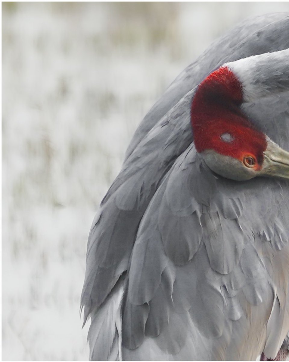 sandeepmistry1's tweet photo. Two heads are better than one! These clever Sarus Cranes are pulling off the ultimate bird brain teaser, standing so in sync they look like a rare two-headed species. Spotting this rare duo is like finding the unicorns of the bird world. #nature #wildlife #Migration https://t.co/8FPXRaUUH0