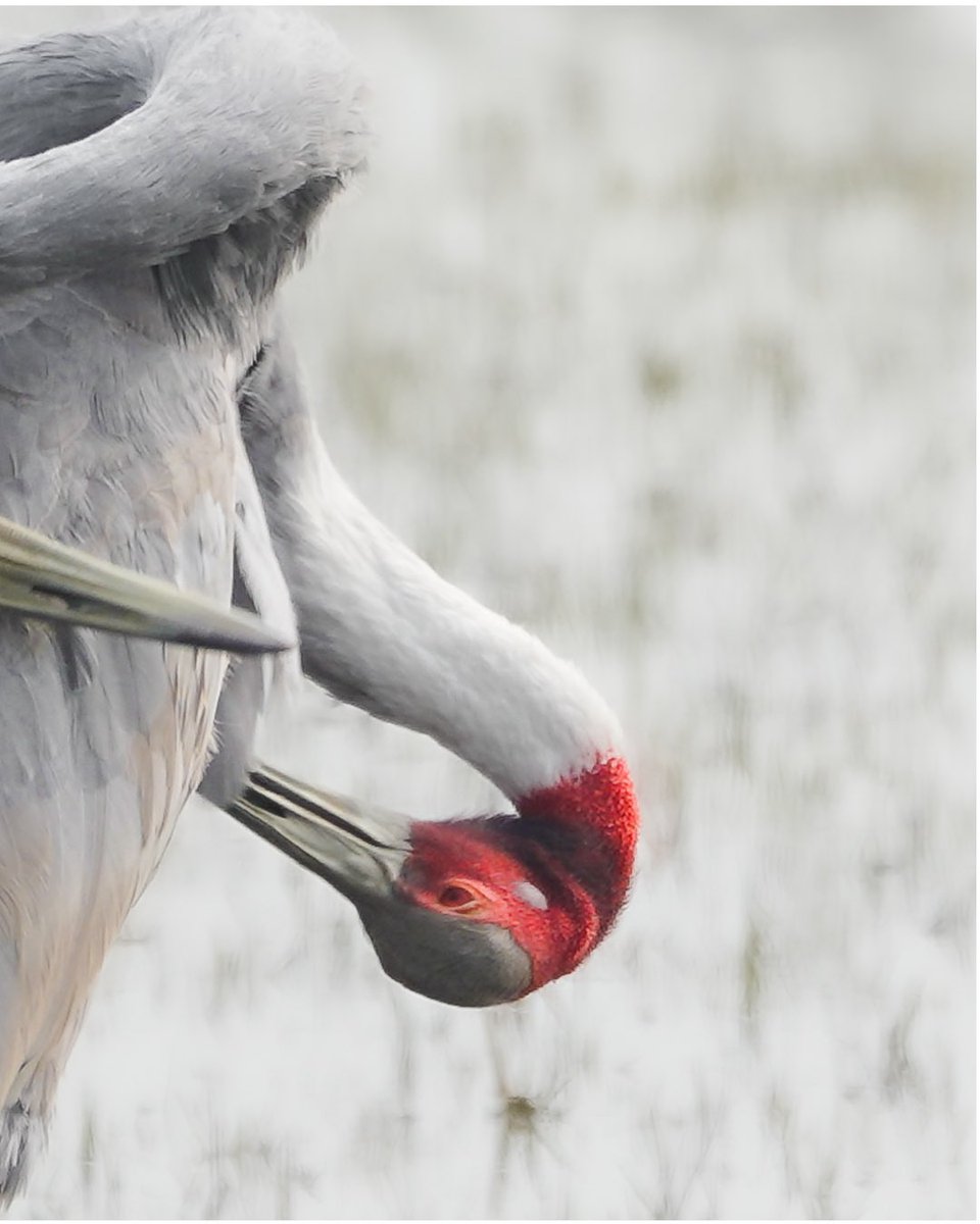 sandeepmistry1's tweet photo. Two heads are better than one! These clever Sarus Cranes are pulling off the ultimate bird brain teaser, standing so in sync they look like a rare two-headed species. Spotting this rare duo is like finding the unicorns of the bird world. #nature #wildlife #Migration https://t.co/8FPXRaUUH0