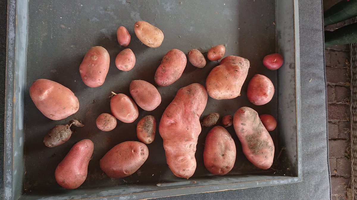 Oogst van eerste aardappelbed van de moestuin