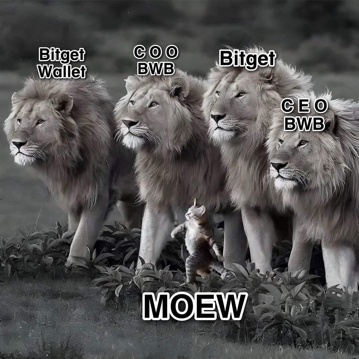 armyoew's tweet photo. @bitgetglobal 😼 https://t.co/N0dTHfiDpD