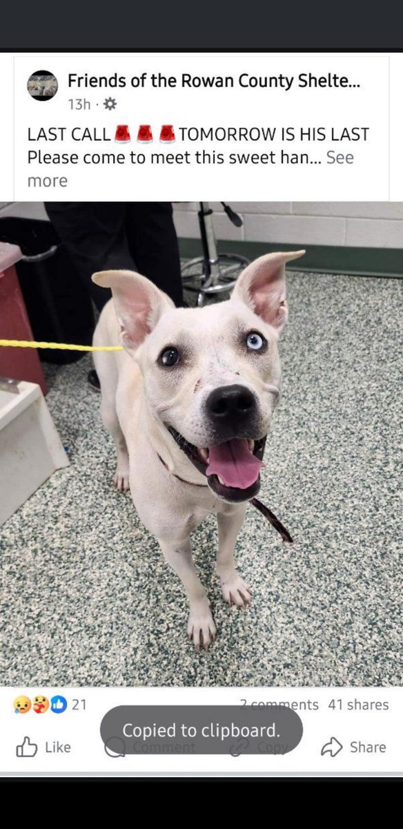 netteo81's tweet image. I woke up to this and I wanted to share this with anyone who can see this. If anyone can adopt this creature before he is euthanized today please contact the Rowan County Animal Shelter. (North Carolina). I unfortunately cannot adopt another animal at this time.
