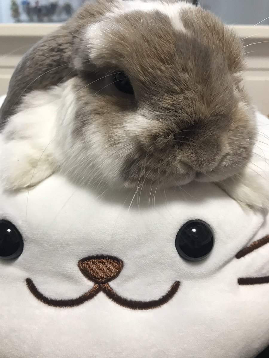 goma_2co's tweet photo. 王子!
流れ星より速い『らてぽっぽ号』用意しときました!!みんなを乗せて帰ってきてね!
#今夜のらって王子
#nicoさん
#pral
#初代ちゃぎ
#きゅうりの馬より速いよ https://t.co/RHilZgz9uF