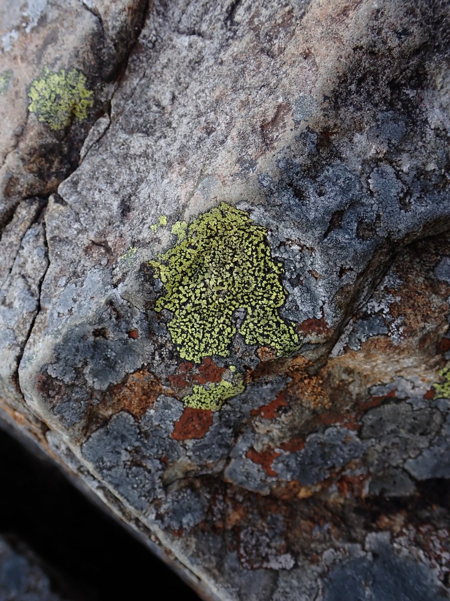 Alpine Club (@thealpineclub) on Twitter photo Look around you in the mountains and you'll soon start to notice that #lichens are everywhere.
But what are these unique organisms and how do they survive in such harsh environments?
<a href="/CyanoEvo/">Dr Nathan Chrismas</a> explains the biology behind nature's hardiest mountaineers ➡️ tinyurl.com/mwt7j98f Look around you in the mountains and you'll soon start to notice that #lichens are everywhere.
But what are these unique organisms and how do they survive in such harsh environments?
<a href="/CyanoEvo/">Dr Nathan Chrismas</a> explains the biology behind nature's hardiest mountaineers ➡️ tinyurl.com/mwt7j98f