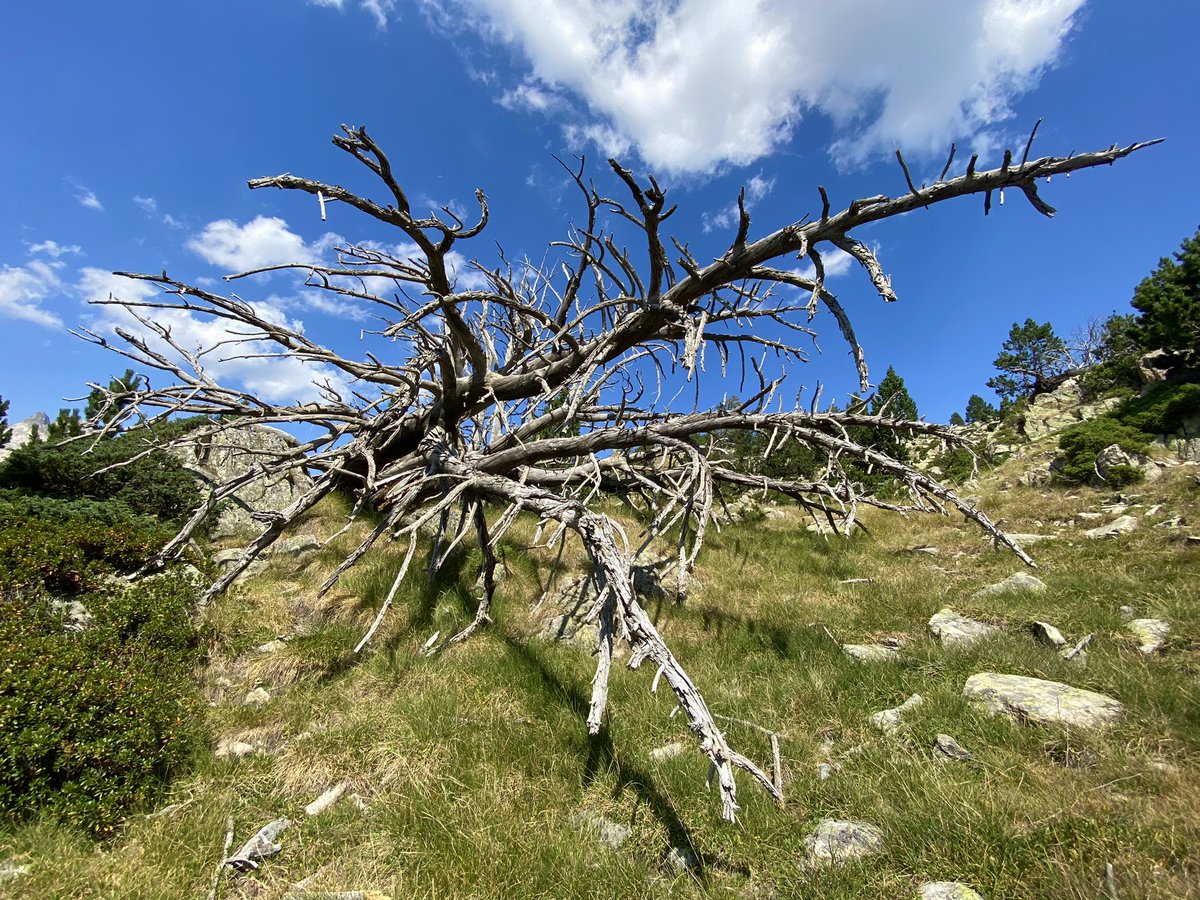 Au beau milieu d’une rando, un clin d’œil à l’arbre monumental d’Henrique Oliveira, magnifique œuvre d’art du Voyage à #Nantes.