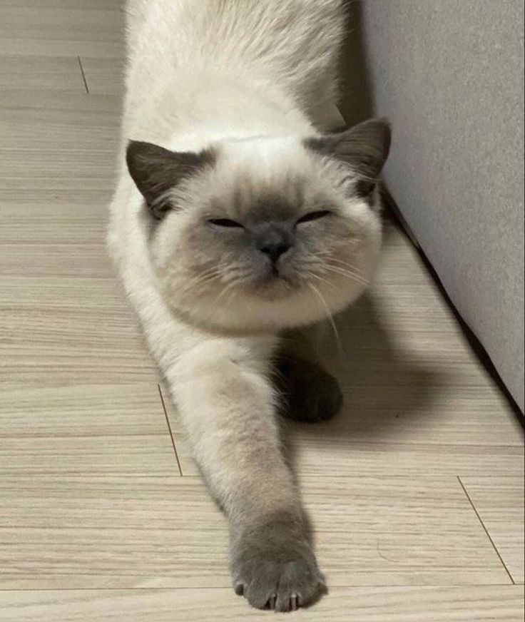 CatXx1212_dev tweet media