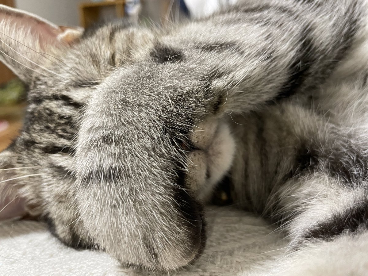 目を合わせてくれない…
#猫 #猫のいる暮らし #アメショ