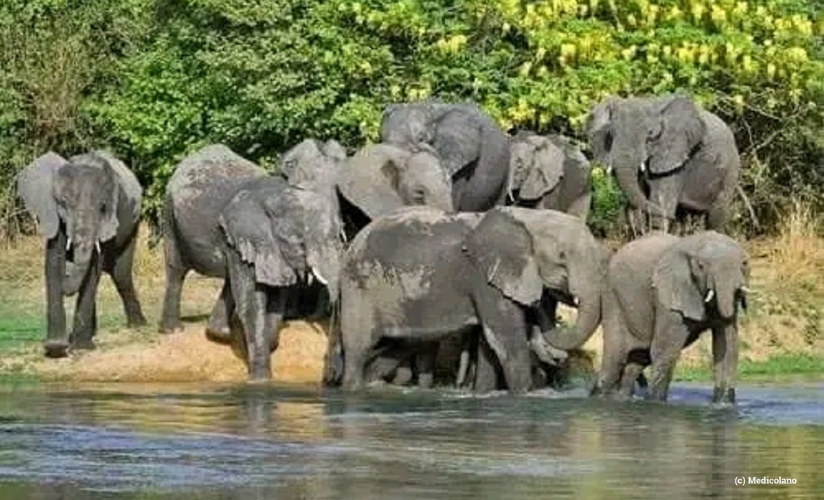 Environmental Investigation Agency (@eia_news) on Twitter photo #Nigeria’s #elephant population declines 70%, raising concerns over impact of #poaching and #habitat destruction
loom.ly/GlSy9yk
#illegalwildlifetrade #Africa #Nigeria’s #elephant population declines 70%, raising concerns over impact of #poaching and #habitat destruction
loom.ly/GlSy9yk
#illegalwildlifetrade #Africa