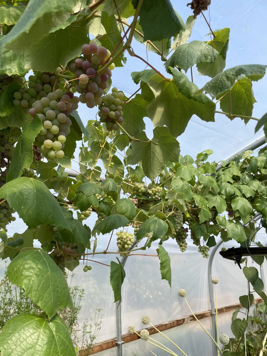 Back 2 Nature | Llantwit Major School tweet media