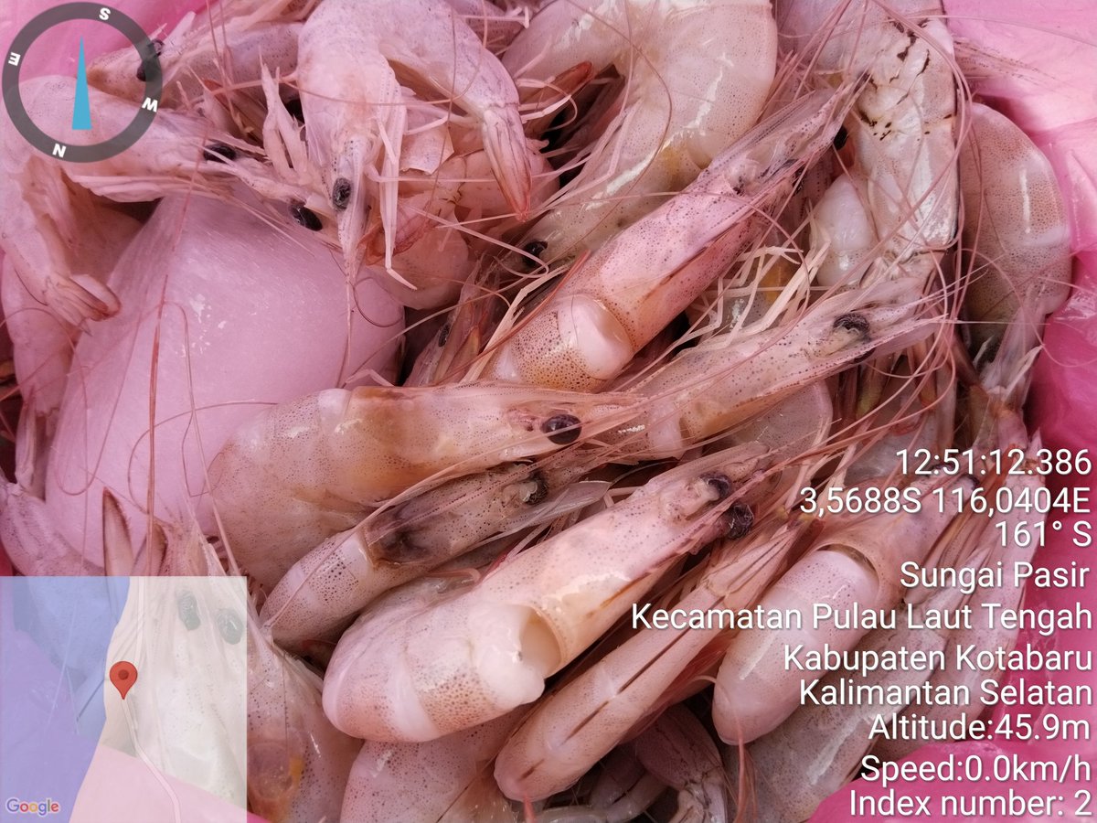 arhas_hakim's tweet photo. Selasa, 13/08/24, Arif Hakim Saadi, Luhkan Kotabaru, mlaporkan hsl tngkpn dgn trammel net, oleh plku utma an. Haludin desa S. pasir dgn hsl tangkpn udang  putih sbnyk 2.5 kg,  harga Rp. 50.000/kg. Udang bintik 3.5 kg hrg Rp. 30.000/ kg. #GiatluhkansatminkalBWI #kotabaru #luhlapor https://t.co/t8IgSUsOYw
