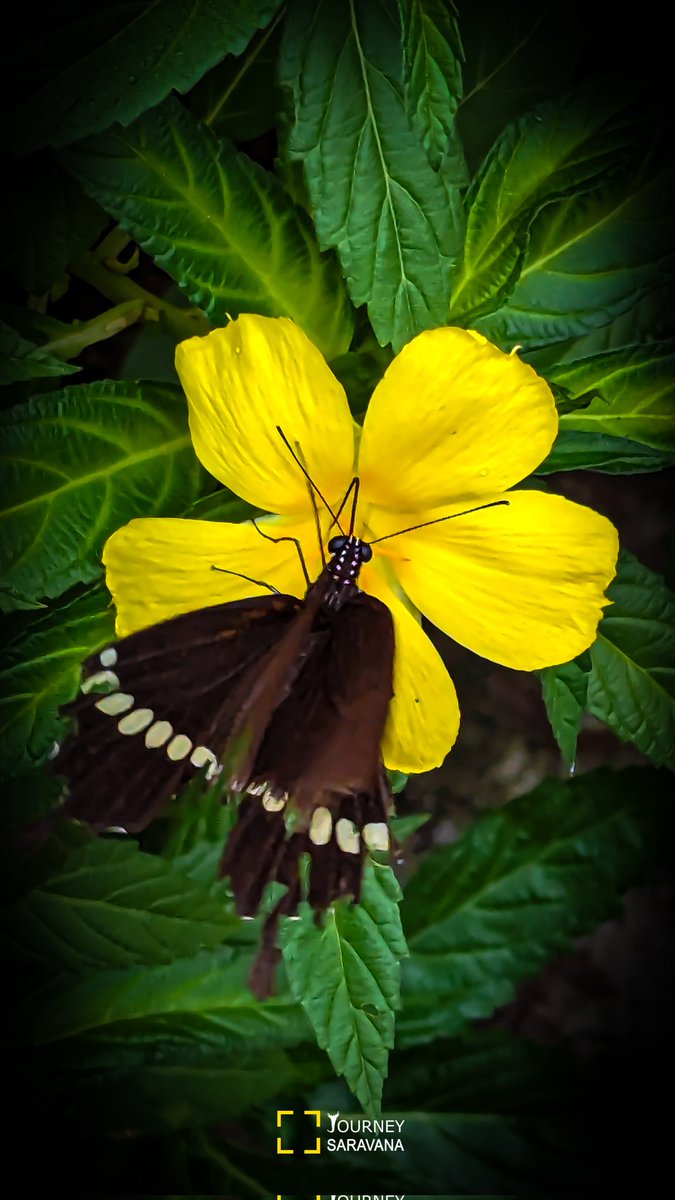 journeysaravana's tweet photo. 30 Days 30 butterfly images 🏡🦋
Day 12
இறகெல்லாம் கிழிந்து வாழ்வின் இறுதி நாட்களில் வாழும் வண்ணத்து பூச்சி ஒன்று
தேன் வேட்டையை நிறுத்துவதில்லை
#ButterflyTwitter #IndiAves #nature #TwitterNatureCommunity #Insect #journeysaravana #TeamPixel https://t.co/wUOde5pbuH