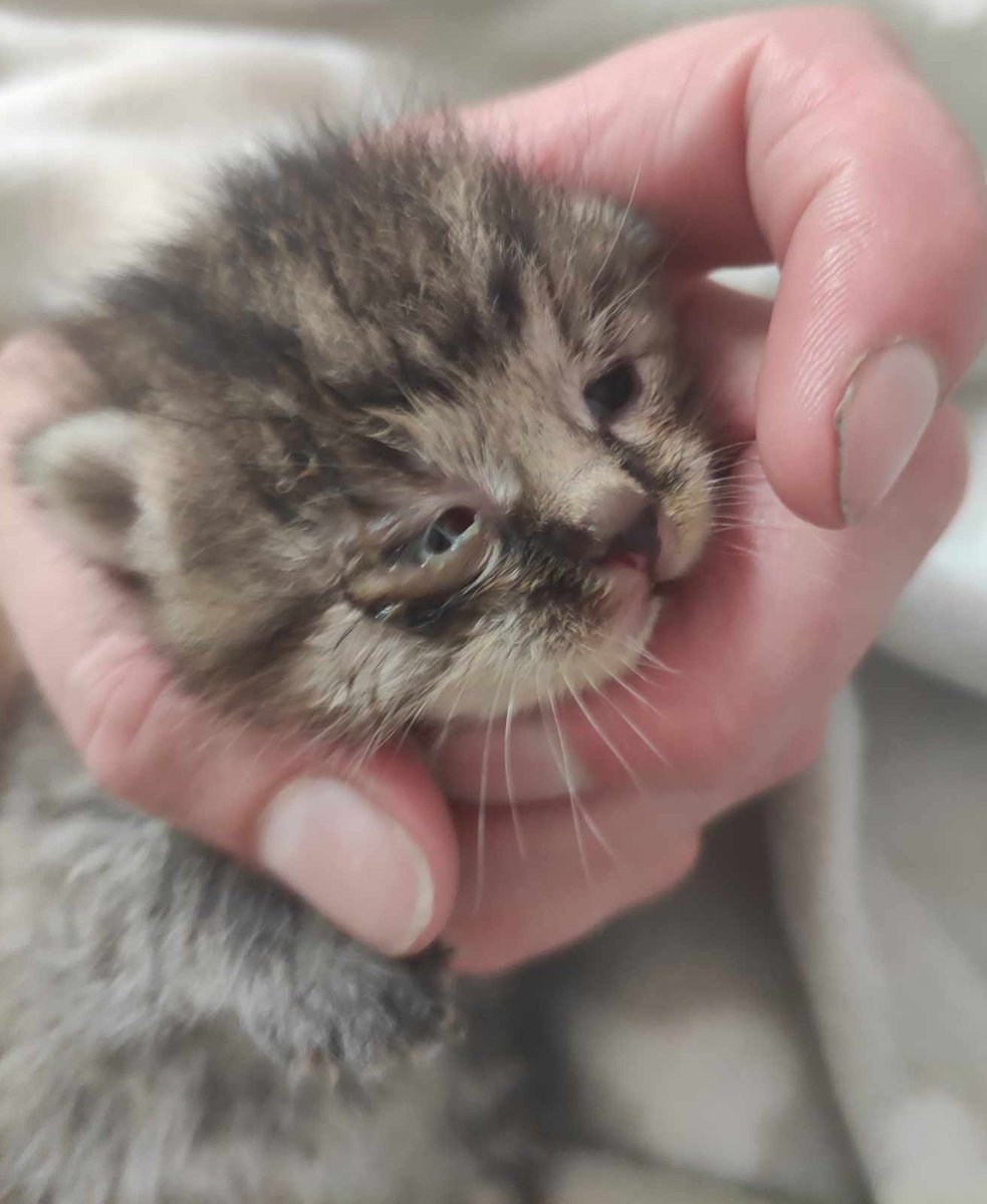 Wyrzucone kotki proszą o pomoc 💔💔

Na zbiórce 0 zł, jeszcze NIKT nie pomógł 😟 

ratujemyzwierzaki.pl/brita-felineus