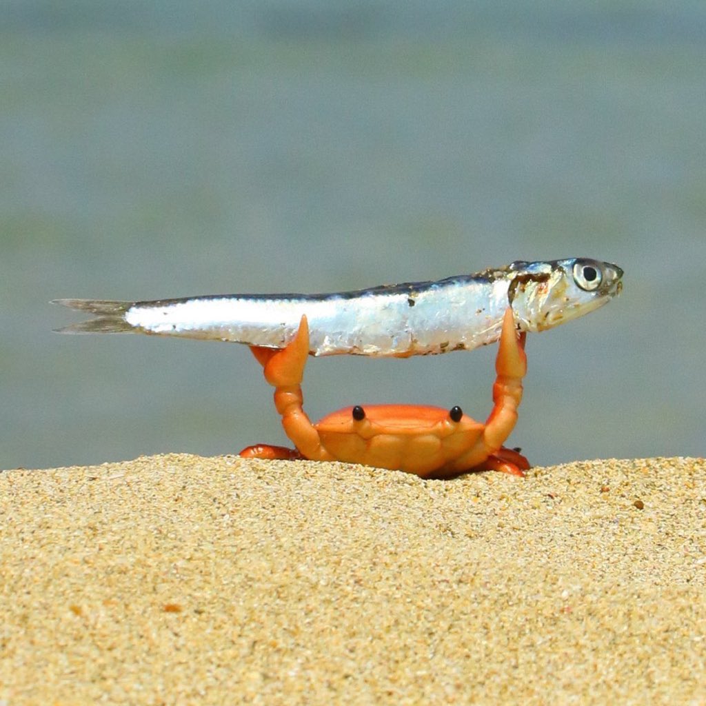 DexGemsReal's tweet photo. This meme represents the market perfectly

Crabs only go sideways 
The crab is orange like bitcoin
The crab hodling the fish like people hodling bitcoin https://t.co/e1a6xM6VuY