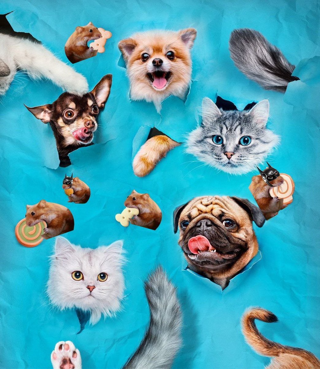🐱❤️🐶 Loving cats and dogs is great, but never forget the joy a hungry hamster brings! 🐹🍪 

That little fluffball will have you wrapped around its tiny paw faster than you can say "snack time!" 😍✨

$nomnom