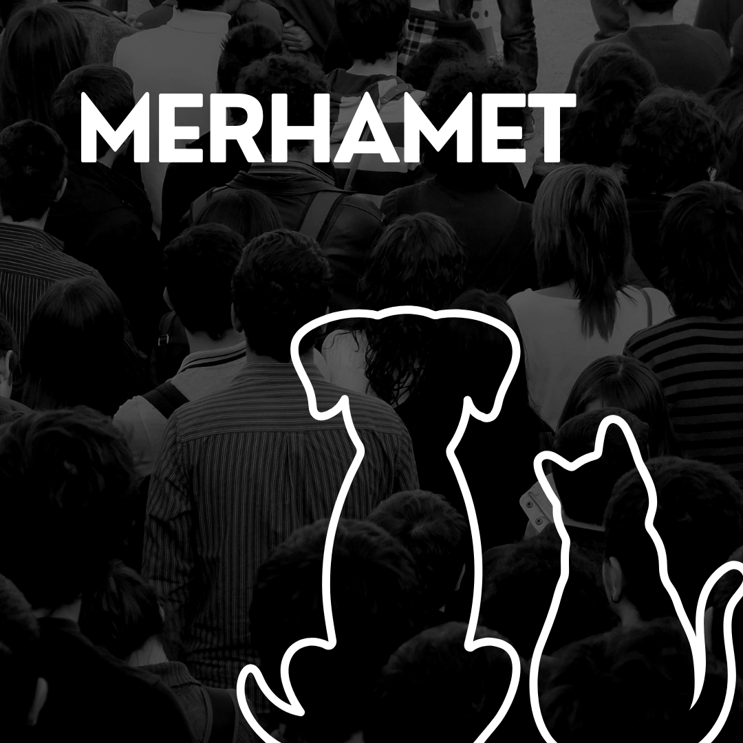 cobirebir's tweet photo. 🐾 Türkiye'de 3,5 milyon sokak köpeği var. Yeni yasa, özellikle Niğde ve Ankara Altındağ'da büyük tepkilere neden oldu. Acımasız uygulamalar toplumsal refahı nasıl etkiliyor? #HayvanHakları #Türkiye https://t.co/crxcYU8Iur