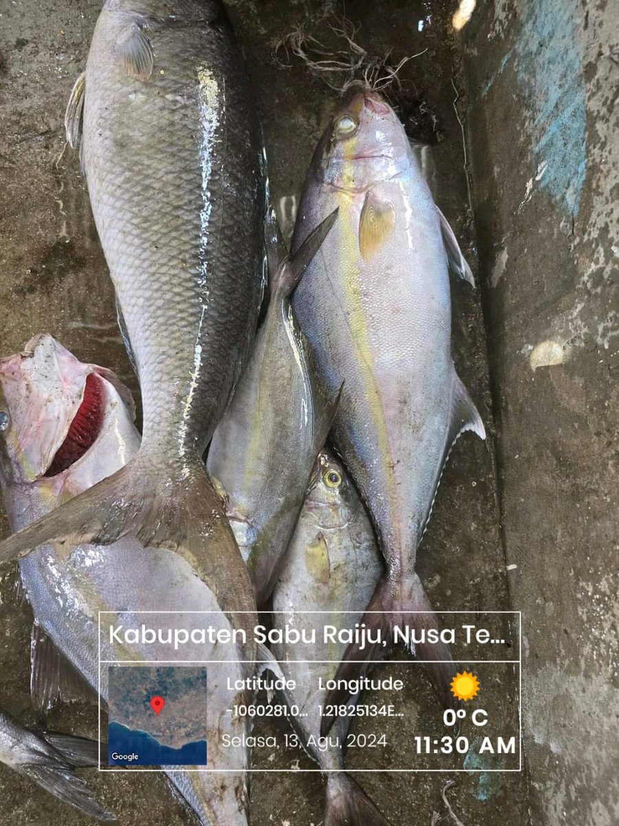 DesiDjami's tweet photo. Selasa (13/08/24), Desi Djami Kale luhkan Kab. Sabu Raijua, KUB Ratu kolo Moto, Desa Eikare, Kec. Sabu Liae. Melaporkan tangkapan ikan, dengan alat tangkap Pancing,  sebanyak 3 kg, harga jualnya 35.000/kg
#GiatluhkansatminkalGONDOL
#Saburaijua
#Tangkap
@luhlapor https://t.co/Exrvetp6JY