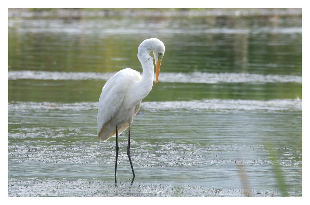 Russ Myners (@russmyners) on Twitter photo Great White Egret at <a href="/WWTLlanelli/">WWT Llanelli Wetland Centre</a> at the weekend. <a href="/WWTworldwide/">WWT</a> <a href="/RSPBCymru/">RSPB Cymru</a> <a href="/Natures_Voice/">RSPB</a> <a href="/itvcoastcountry/">ITV Coast & Country</a> <a href="/Ruth_ITV/">Ruth_TV</a> <a href="/BirdWatchingMag/">Bird Watching</a> <a href="/BBCSpringwatch/">BBC Springwatch</a> Great White Egret at <a href="/WWTLlanelli/">WWT Llanelli Wetland Centre</a> at the weekend. <a href="/WWTworldwide/">WWT</a> <a href="/RSPBCymru/">RSPB Cymru</a> <a href="/Natures_Voice/">RSPB</a> <a href="/itvcoastcountry/">ITV Coast & Country</a> <a href="/Ruth_ITV/">Ruth_TV</a> <a href="/BirdWatchingMag/">Bird Watching</a> <a href="/BBCSpringwatch/">BBC Springwatch</a>