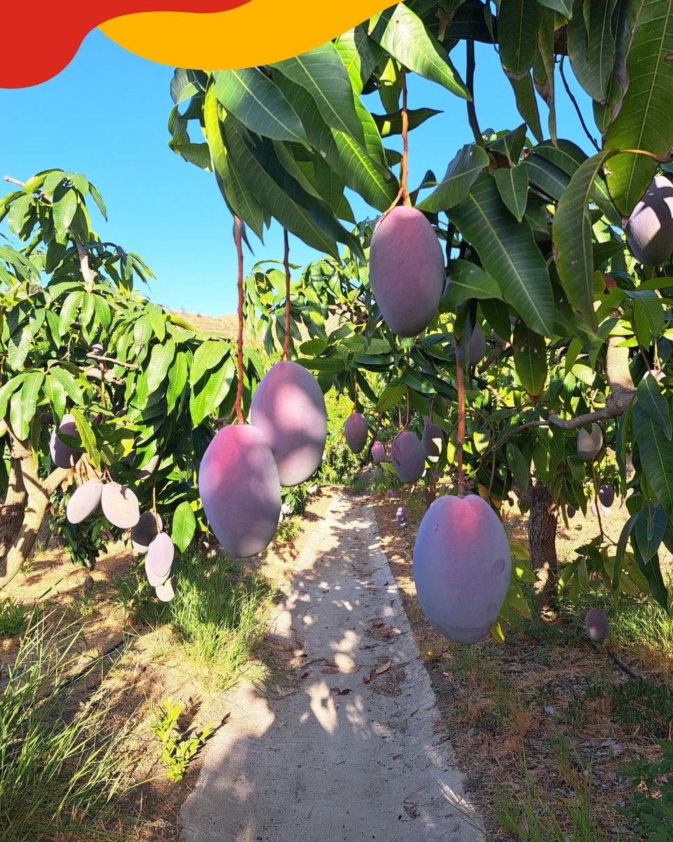 fTROPS's tweet photo. 🧡 Se acerca la temporada del #mangoTrops 🥭
Nuestros agricultores están a punto de comenzar la recolección de los primeros mangos de la temporada, por lo que en pocas semanas ya podrás disfrutar de todo el sabor y textura de 𝐄𝐥 𝐌𝐚𝐧𝐠𝐨 𝐌𝐚́𝐬 𝐌𝐚𝐧𝐠𝐨 🤤🥭
Desde principios de septiembre y hasta el mes de noviembre tendrá lugar la campaña de mango en TROPS.
https://t.co/yz1evQdGLM
#ElMangoMásMango