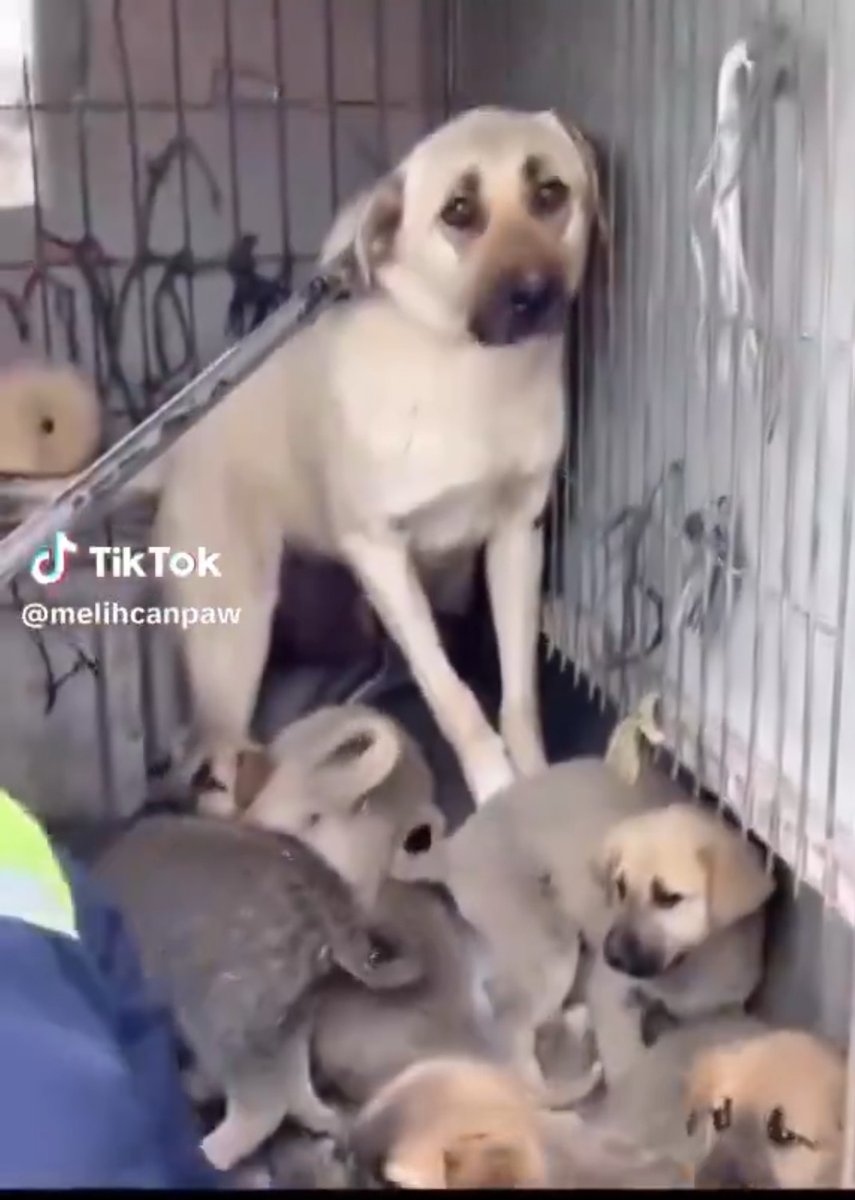 PhaedraXTeddy's tweet photo. No excuse ever to kill her.
#BoycottTurkey https://t.co/sPiCVQqiGj