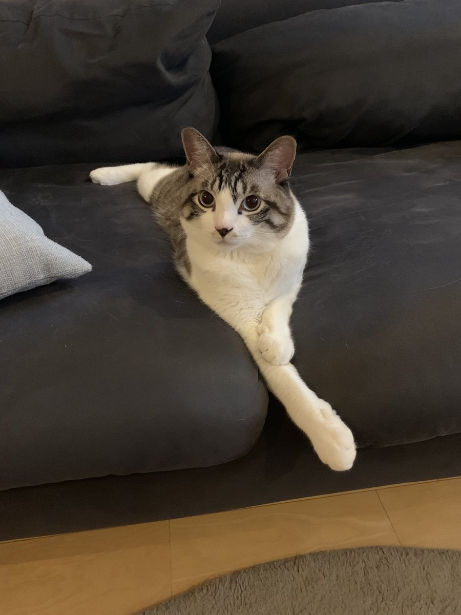 ginjiro_cat's tweet photo. 今日も暑いですが、隙間を埋めますニャー🐈 https://t.co/wp0ovgSkUc
