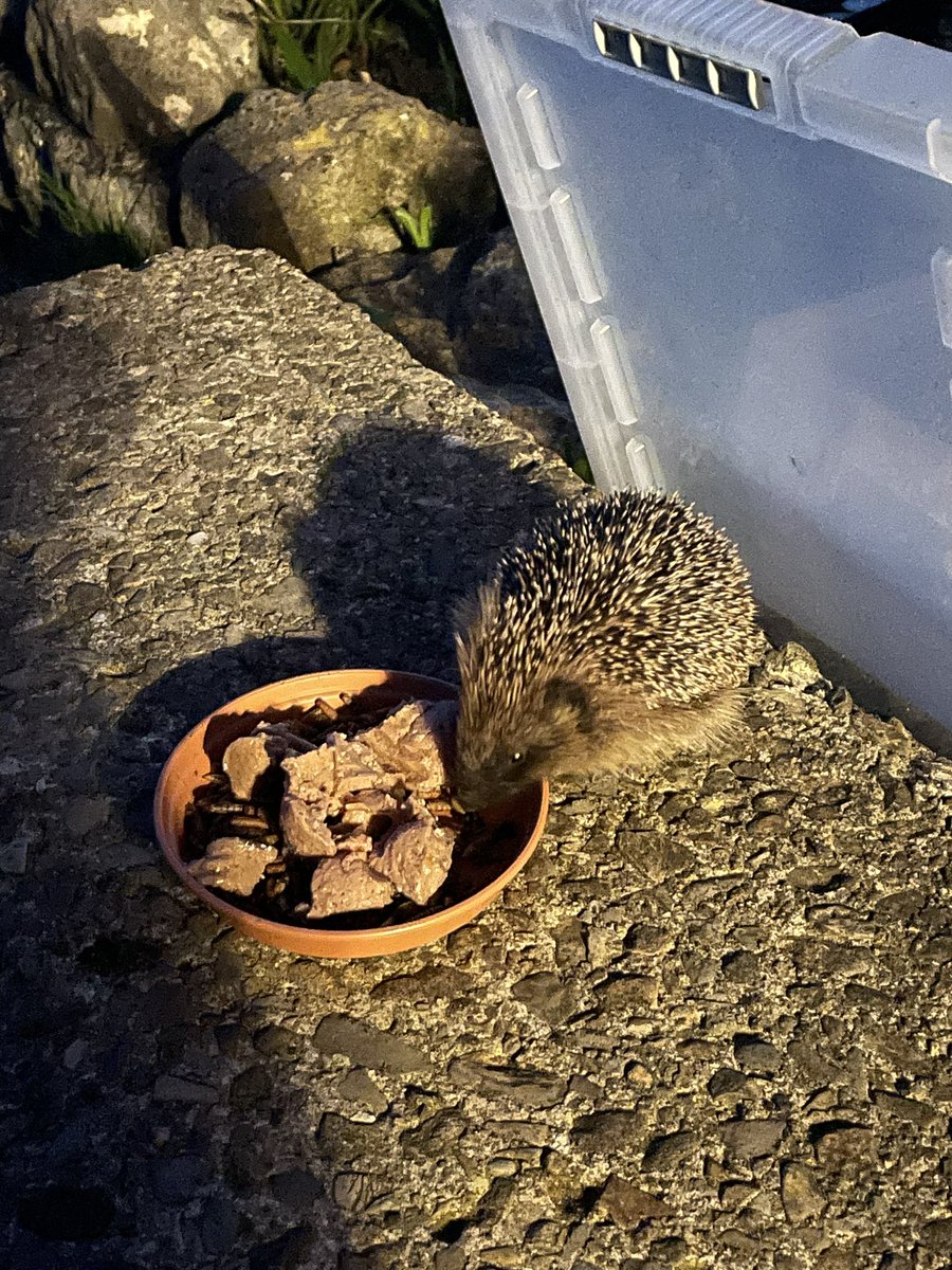 davenicky's tweet photo. We didn’t even have chance to put this little fellas food in his house last night. He was already waiting on the doorstep. 🦔 😀 #alfrescohedgehog @Natures_Voice @RSPBLeightonM @hedgehogsociety @BBCSpringwatch @HannahStitfall https://t.co/1n00HcXfzK