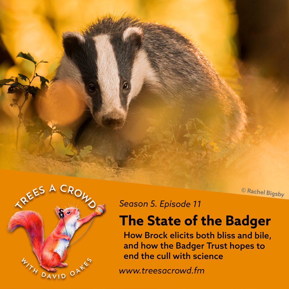 Trees A Crowd (@treesacrowdpod) on Twitter photo NEW EPISODE
🦡🦡🦡
Out in the Kentish Weald in search of Badgers (and the truth behind the ongoing cull) with two representatives from the <a href="/BadgerTrust/">Badger Trust</a>.
🦡🦡🦡🦡
podcasts.apple.com/gb/podcast/tre… NEW EPISODE
🦡🦡🦡
Out in the Kentish Weald in search of Badgers (and the truth behind the ongoing cull) with two representatives from the <a href="/BadgerTrust/">Badger Trust</a>.
🦡🦡🦡🦡
podcasts.apple.com/gb/podcast/tre…
