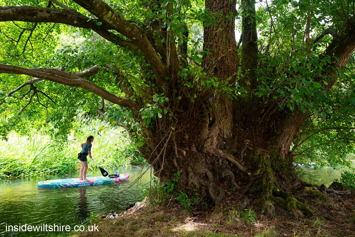 InsideWiltshire (@insidewiltshire) on Twitter photo Happy #ThickTrunkTuesday. This beautiful ancient coppiced alder lives on the bank of the Nadder on <a href="/HarnhamWMT/">Harnham Water Meadows</a> land. Girth is approx 5.70m at height of 1.50m. It can be seen if you attend Trust open days as the land isn't normally open to general public. Happy #ThickTrunkTuesday. This beautiful ancient coppiced alder lives on the bank of the Nadder on <a href="/HarnhamWMT/">Harnham Water Meadows</a> land. Girth is approx 5.70m at height of 1.50m. It can be seen if you attend Trust open days as the land isn't normally open to general public.