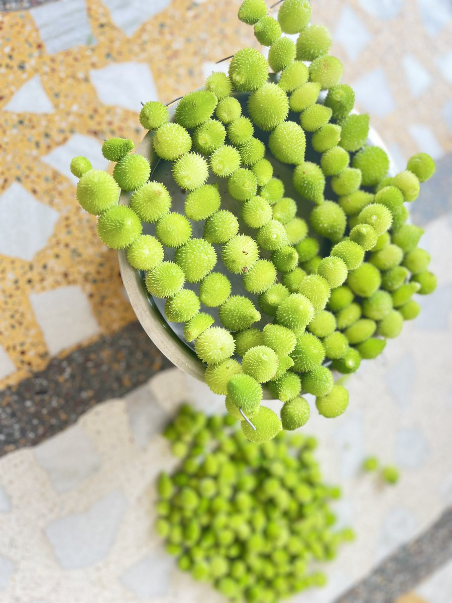 चूल्हे में भूनों और बंटी हूई मिर्च मिलाओ। डिश तैयार।