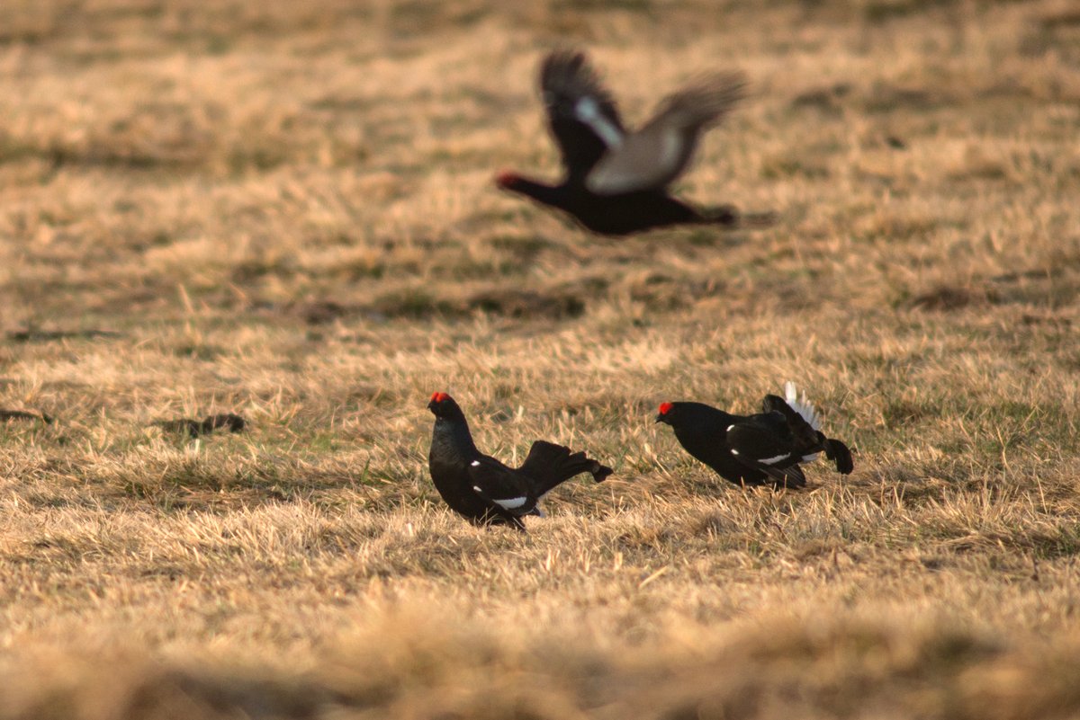 🐦 Ptačí diverzita v Česku na lokální úrovni zůstává stabilní, ale ve větším měřítku roste díky novým druhům. Výzkum týmu @R_your_cereal ukázal, že za změnou stojí kolonizace, ne úbytek původních druhů. #naturefuture
fzp.czu.cz/cs/r-7185-aktu…