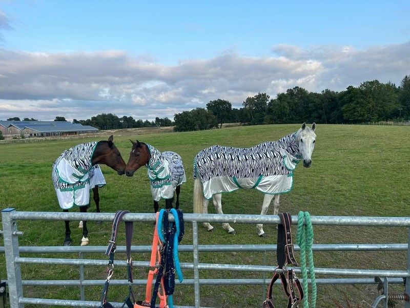 #scienceinaction today with our #teachinghorses turned out in #zebra striped rugs - because #flies are significantly less likely to land on a zebra striped rug than a plain white one! <a href="/TheDickVet/">The Royal (Dick) School of Veterinary Studies</a> <a href="/EdinburghUni/">The University of Edinburgh</a> #equinescience