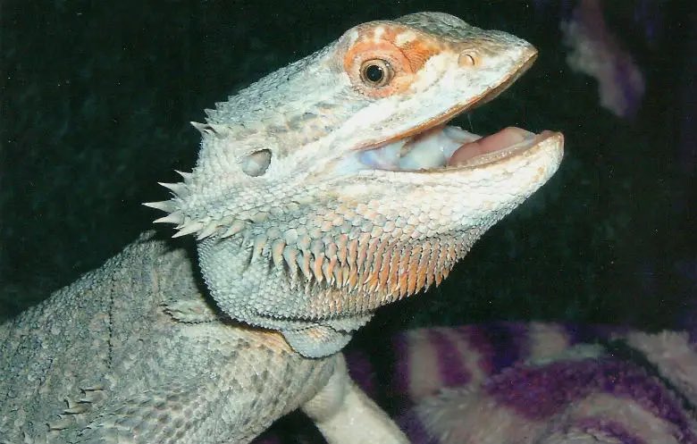 According the Guinness World Records, the oldest bearded dragon ever was named Sebastian who was born on June 1, 1997, and died at the old age of 18 years, 237 days on January 24, 2016. His keeper was Lee-Anne Burgess of Middlesex, UK. She brought Sebastian home on Christmas Eve