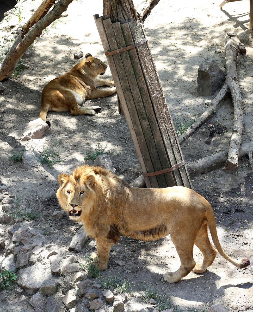 🦒 Mykolaiv Zoo in summer 2024. 

📷 Photo by Ihor Yermolaev