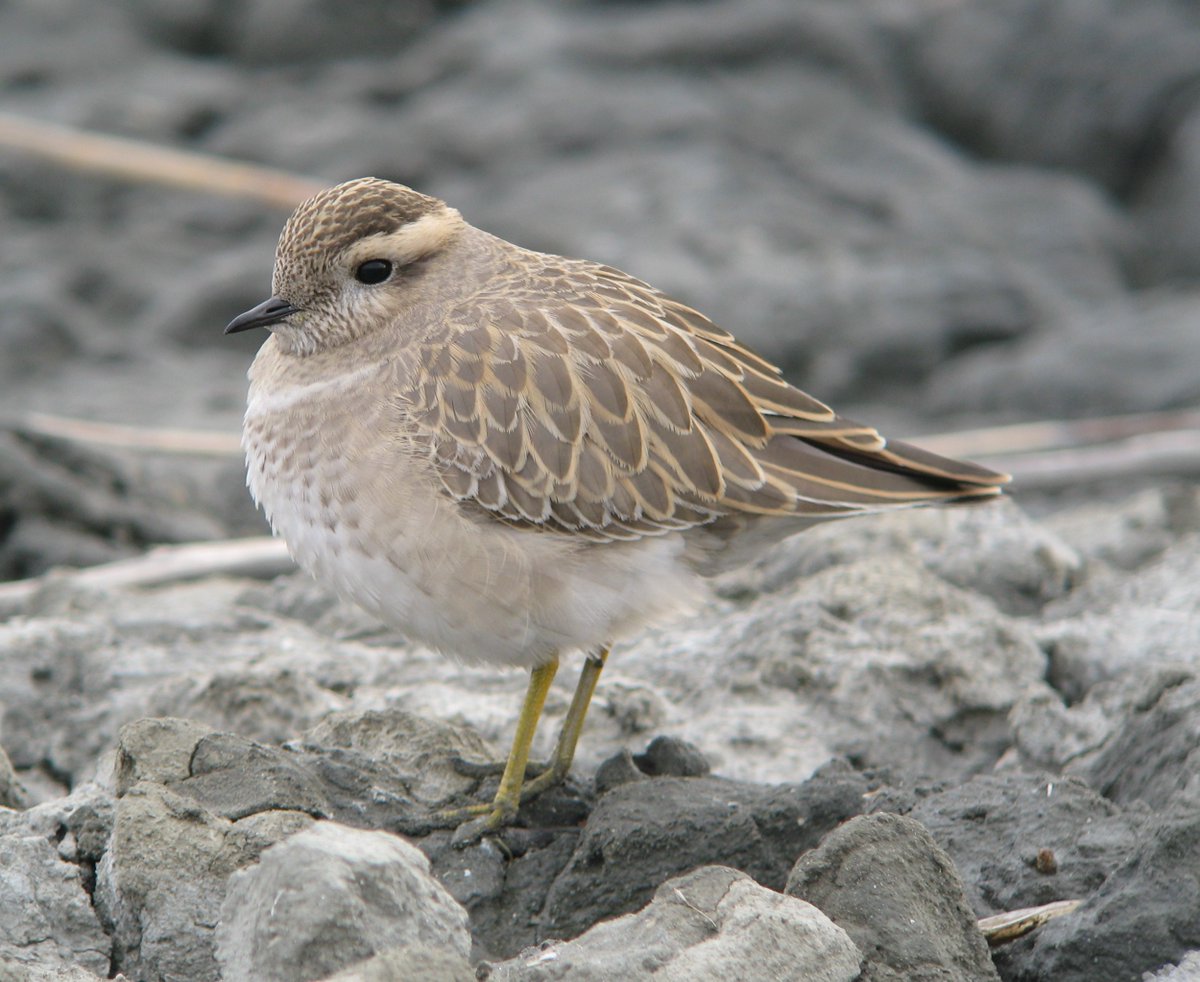 cedar (@HFkyzWaEGt49744) / Posts / X