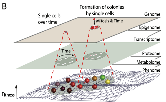 gulenz's tweet photo. @ItaiYanai Great insights - the phenome space is always larger than the genome space, indicated by the fractionate killings of clonal cells. 10.1158/0008-5472.CAN-21-1940 https://t.co/CzJN58J377