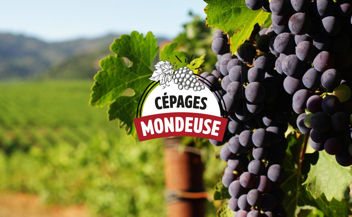 toutlevin's tweet photo. Avec la Mondeuse, c'est la Savoie qui exprime toute sa générosité et tout son caractère. 🍇 Un cépage ancien mais encore trop méconnu que nous avons décidé de mettre en lumière 🧐
👉https://t.co/gKIJBr6qAG
#Toutlevin #cepage https://t.co/lUYgJihNql