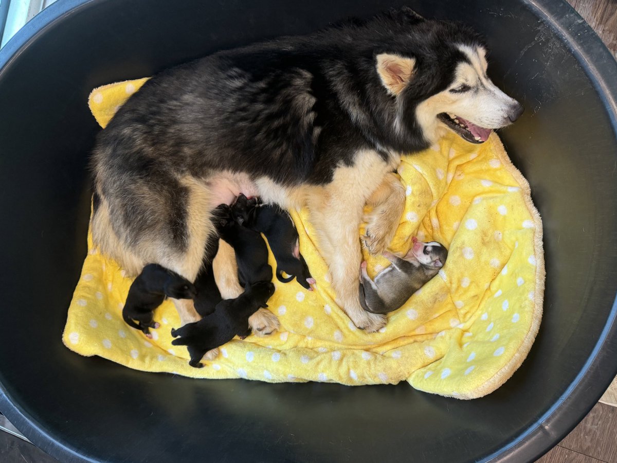 Stop what you are doing and enjoy a little update on Bowie and her 6 puppies. 

It’s been all action since they were born and they have all pretty much doubled in size already… (1/7) 🧵