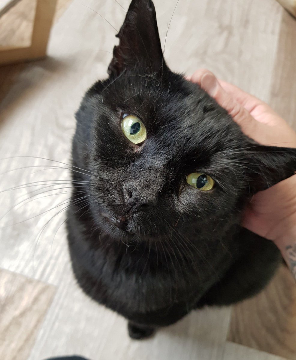 Hebben we al gezegd dat het druk is in onze opvang? Want dat is het!

Doorstroom is niet mogelijk, dus zoeken wij zelf actiever naar gouden mandjes en vandaag staan Simon, Jacky en Nick in de spotlights.

Delen is lief! 😻

#goudenmandgezocht #adoptdontshop #kattenliefde