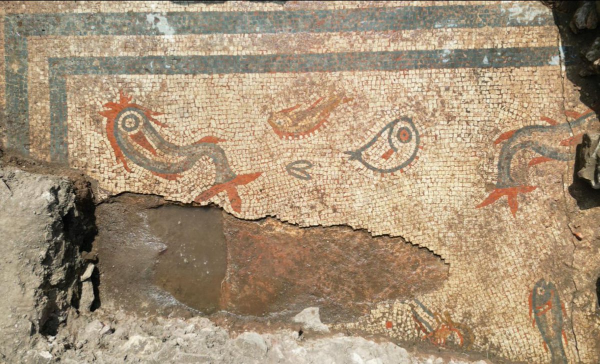 AlisonFisk's tweet photo. Ooh, a new discovery at Wroxeter Roman city in my home county of Shropshire!

A delightful mosaic with brightly-coloured dolphins and fish has been revealed during 2024 excavations. Love it! 🐬 🐟❤️

📷 Paul Belford/Heritage Innovation. More: https://t.co/ZI32Qk1z9X

#Archaeology https://t.co/2Yl2djjGjR