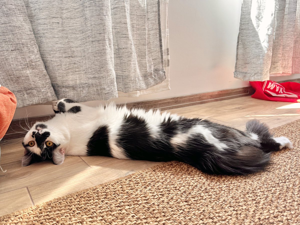 semka_the_kitty's tweet photo. ❤️🐈‍⬛ https://t.co/0qdSDOCYgZ
