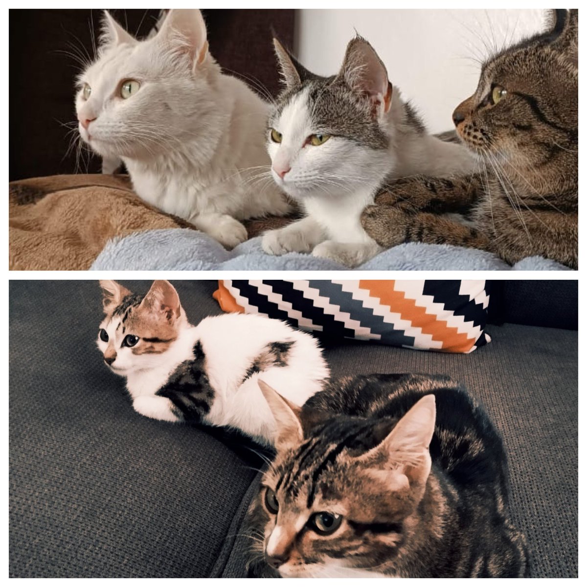 Mama Cats tweet media