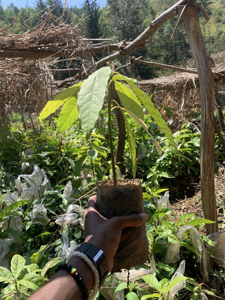 ISAROEconext's tweet photo. Major threats to Our African biodiversity include #landdegradation:

We can minimize the impact by: 
     ✅Growing more trees 
     ✅Promoting agroforestry
     ✅Protecting our forests

Lets #growmoretrees with @ecoforestrw's innovative technology and be part of the Solution! https://t.co/R2WlhgkSTR