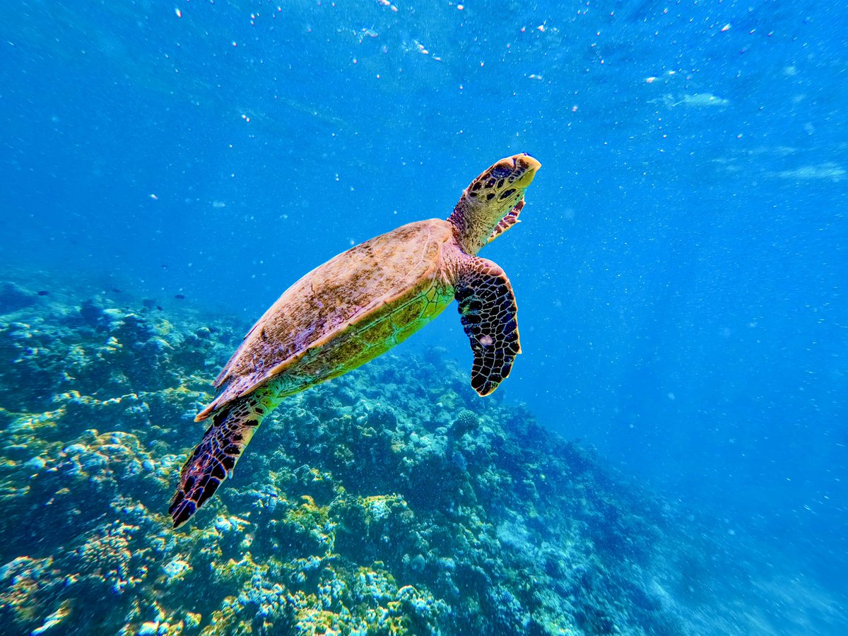 sabbatravels's tweet photo. Experience the thrill of encountering giant turtle at our house reef at Fodhdhoo. 🏝️
.
.
#maldives #housereef #fodhdhoo #happyplace #sabbasummersuite #sabbabeachsuite #sabbabeachvillasandspa #sabbawhitesandcatamaran #oceanlife #underwater #turtle #visitfodhdhoo https://t.co/rZ4JUR6L1U