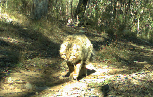 DingoResearch's tweet image. Someone crossed a #feralcat with a tank. #bigunit