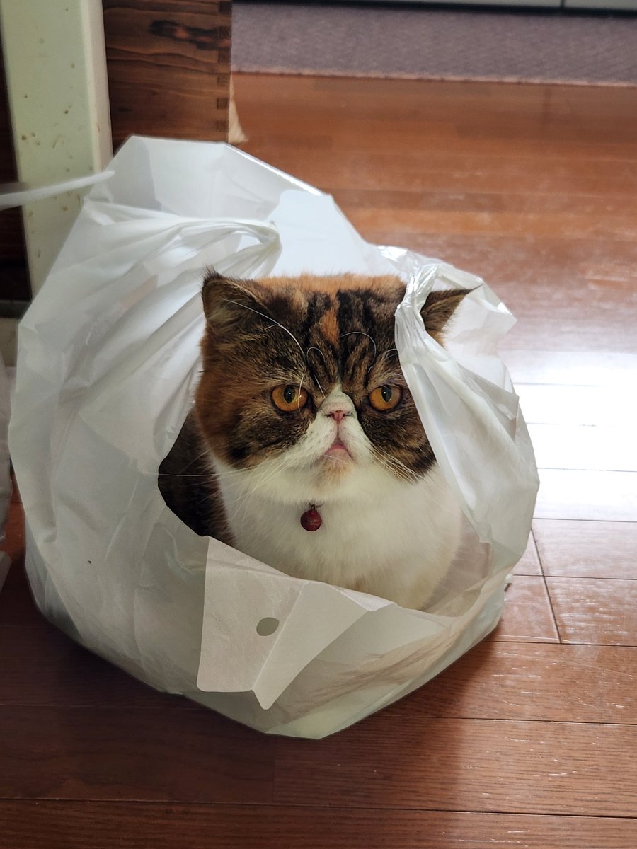 joss_aqua's tweet photo. 「なぜ袋に入るのかって？
そこに袋があるからにゃ！」

#エキゾチックショートヘア
#猫好きさんと繋がりたい 
#猫のいる生活 
#猫がいる幸せ https://t.co/XDr5B5H1vW