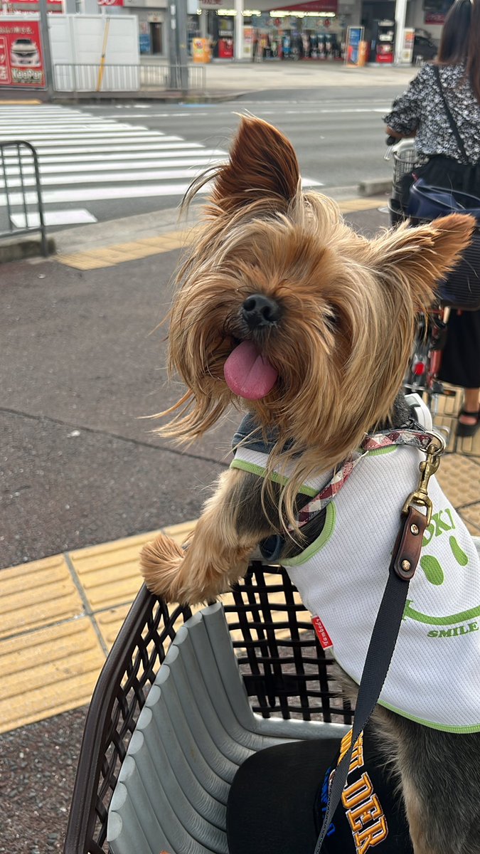 お久しぶりです🐶

#YorkshireTerrier
#ヨークシャーテリア
#ヨーキー